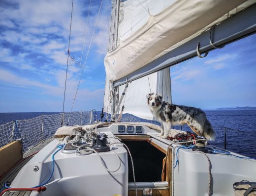 Come portare cani in barca a vela